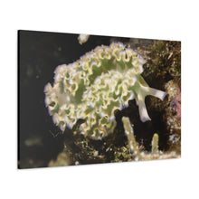 Load image into Gallery viewer, Pure