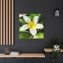 Load image into Gallery viewer, Peaceful Plumeria