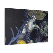 Load image into Gallery viewer, Turtle Turtle