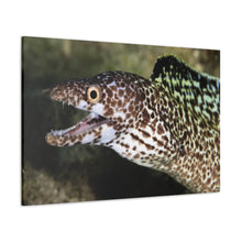 Load image into Gallery viewer, Eel