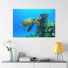 Load image into Gallery viewer, Turtle Turtle