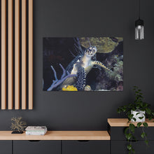 Load image into Gallery viewer, Turtle Turtle