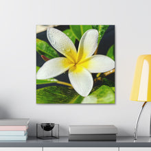 Load image into Gallery viewer, Peaceful Plumeria