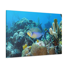 Load image into Gallery viewer, Rainbow Bliss
