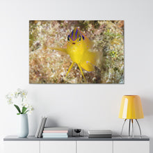 Load image into Gallery viewer, Spotlight