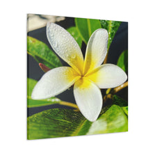 Load image into Gallery viewer, Peaceful Plumeria
