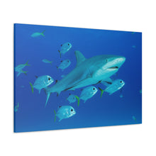 Load image into Gallery viewer, Sharkin Around