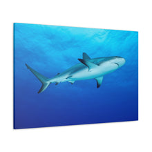 Load image into Gallery viewer, King