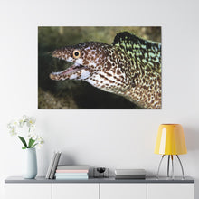 Load image into Gallery viewer, Eel