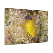 Load image into Gallery viewer, Spotlight