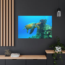 Load image into Gallery viewer, Turtle Turtle