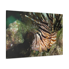 Load image into Gallery viewer, Rawrrrr