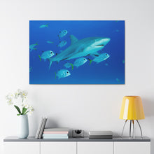 Load image into Gallery viewer, Sharkin Around