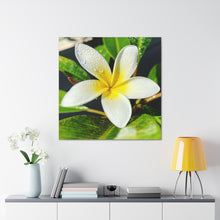 Load image into Gallery viewer, Peaceful Plumeria
