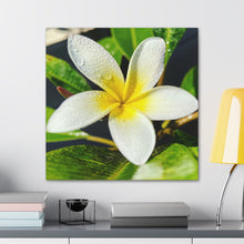 Load image into Gallery viewer, Peaceful Plumeria
