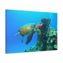 Load image into Gallery viewer, Turtle Turtle
